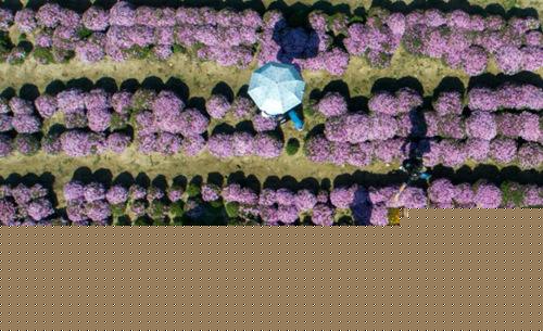 临湘菊博园1300种300万朵菊花“艳装”迎宾