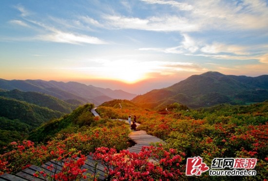 大围山杜鹃花海 资料图